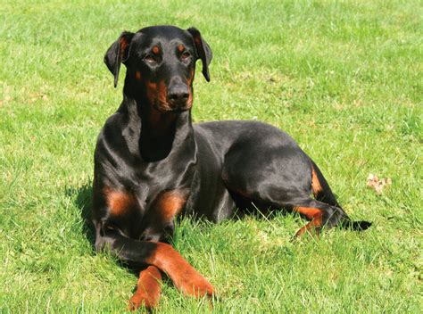 doberman doberman pinscher